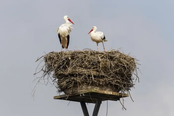 Framed Print : White storks -Ciconia ciconia- on the nest, Warnsdorf, Ratekau, Schleswig-Holstein, Germany