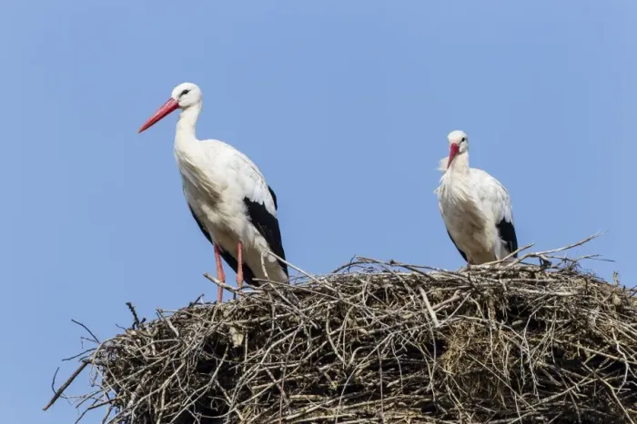 Framed Print : White storks -Ciconia ciconia- on the nest, Warnsdorf, Ratekau, Schleswig-Holstein, Germany