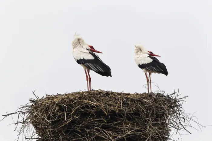 Framed Print : White storks -Ciconia ciconia- on the nest, Warnsdorf, Ratekau, Schleswig-Holstein, Germany