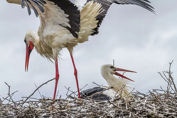 White storks -Ciconia ciconia- on the nest, Extremadura, Spain