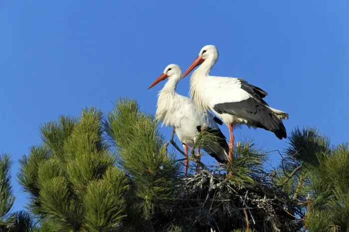 Framed Print : White Storks -Ciconia ciconia- sitting on a nest, Muri, Switzerland, Europe