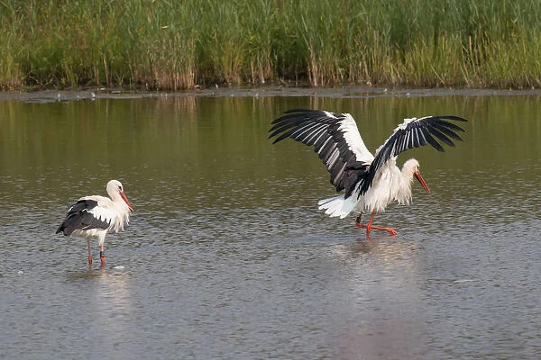White Storks -Ciconia ciconia- standing in water, bathing, North Hesse, Hesse, Germany