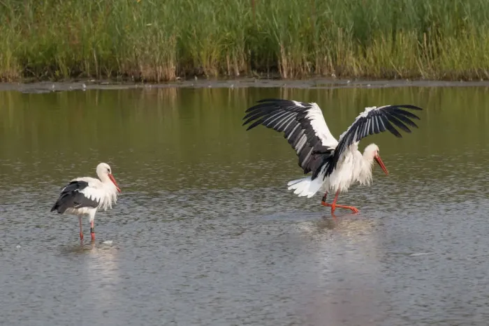 Framed Print : White Storks -Ciconia ciconia- standing in water, bathing, North Hesse, Hesse, Germany