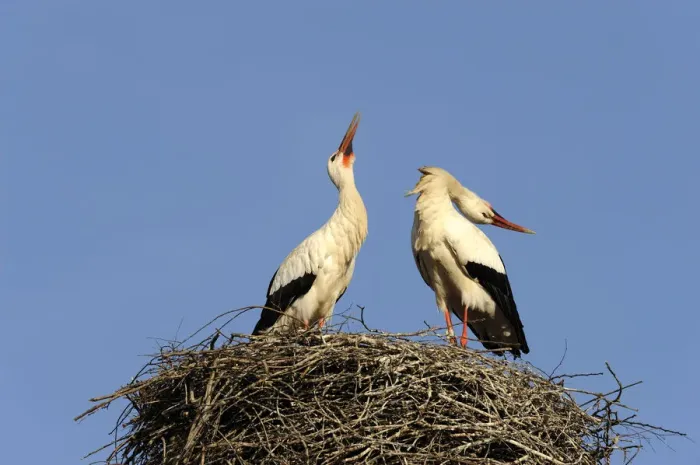 Framed Print : White storks -Ciconia ciconia-, welcoming at the nest