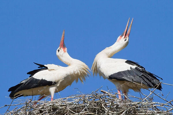 Two White Storks -Ciconia ciconia- welcoming each other to the nest, North Hesse, Hesse, Germany