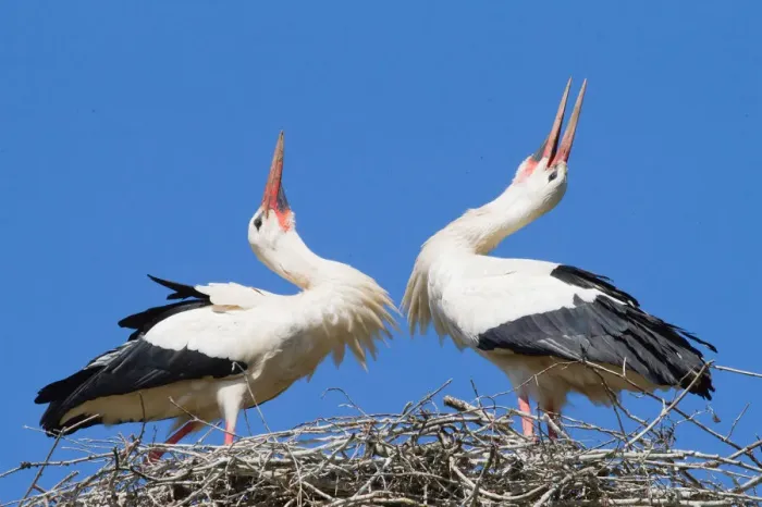 Framed Print : Two White Storks -Ciconia ciconia- welcoming each other to the nest, North Hesse, Hesse, Germany