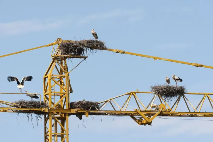 Framed Print : White storks -Ciconia ciconia- and white stork nests on the arm of a construction crane, Kirchheim, Unterallgau District, Bavaria, Germany