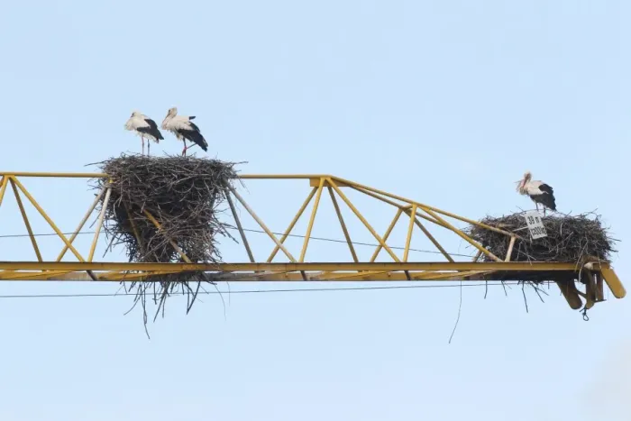 Framed Print : White storks -Ciconia ciconia- and white stork nests on the arm of a construction crane, Kirchheim, Unterallgau District, Bavaria, Germany