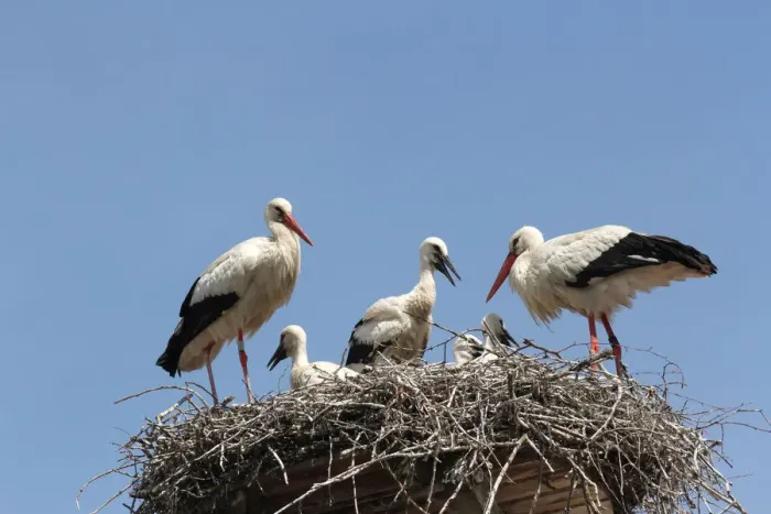 Framed Print : White Storks -Ciconia ciconia- with young at the nest, Allgaeu, Bavaria, Germany, Europe