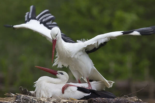 White storks -cinerea cinerea-, Rheine, Munsterland, Nordrhein-Westfalen, Germany