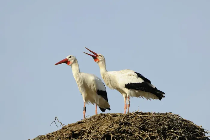 Framed Print : White Storks at the nest -Ciconia ciconia-