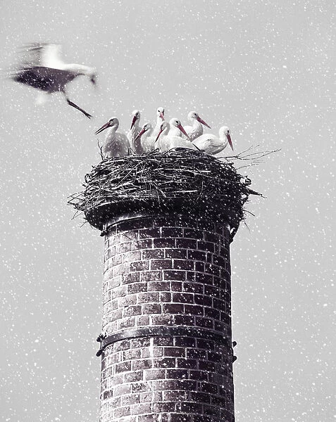 White storksnesting atop chimney