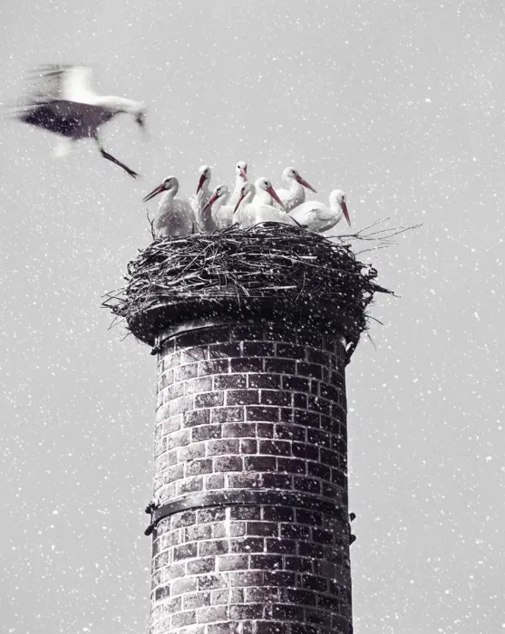 Framed Print : White storksnesting atop chimney