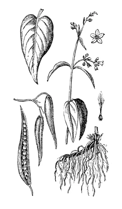 Framed Print : White swallow-wort (Vincetoxicum hirundinaria) Framed Print : White swallow-wort (Vincetoxicum hirundinaria)