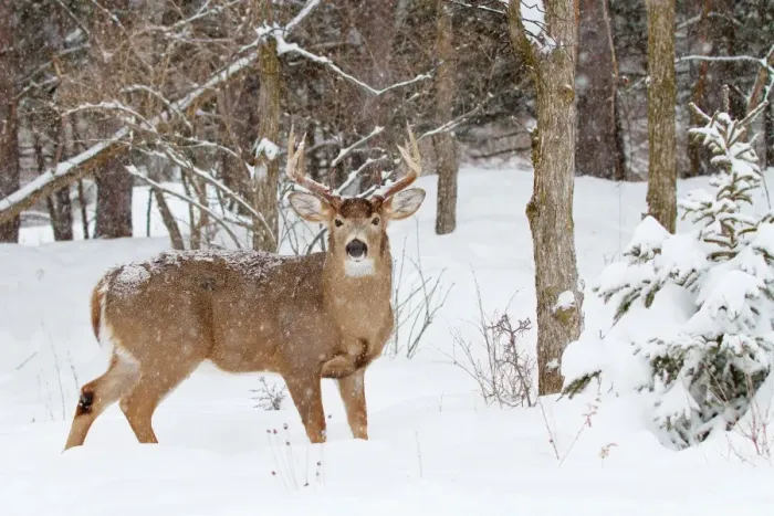 Framed Print : White-tailed buck