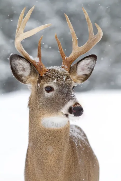 Framed Print : White-tailed buck Framed Print : White-tailed buck