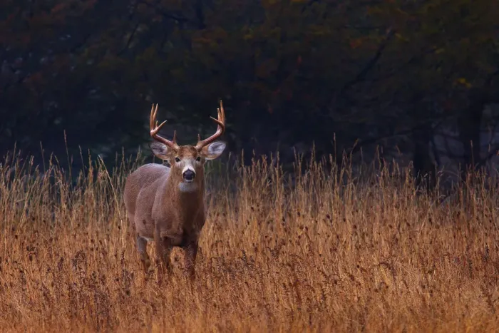 Framed Print : White-tailed buck Framed Print : White-tailed buck
