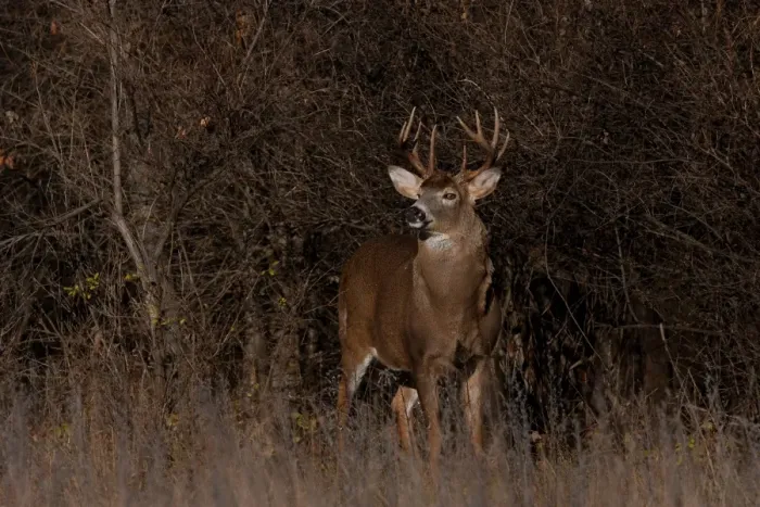 Framed Print : White-tailed buck Framed Print : White-tailed buck