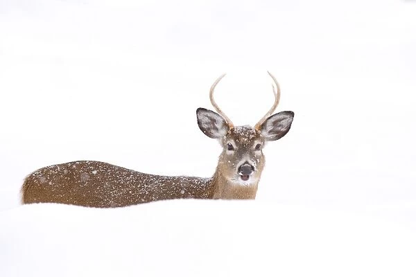 White-tailed buck in deep snow