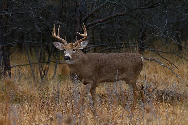 White-tailed Buck in Fall