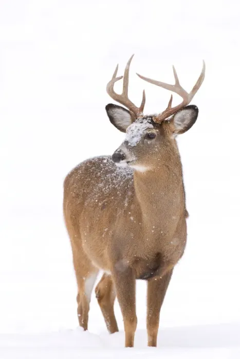 Framed Print : White-tailed Buck in Snow Framed Print : White-tailed Buck in Snow