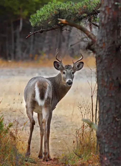 Framed Print : White tailed deer Framed Print : White tailed deer