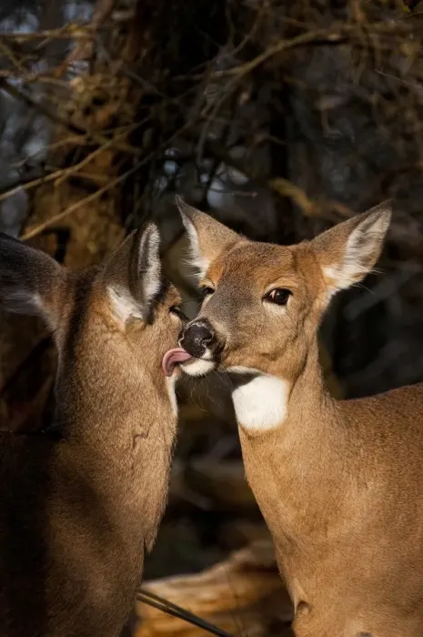 Framed Print : Two White-tailed Deer Framed Print : Two White-tailed Deer