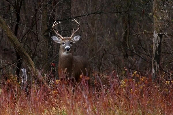 WHite-tailed deer - On alert
