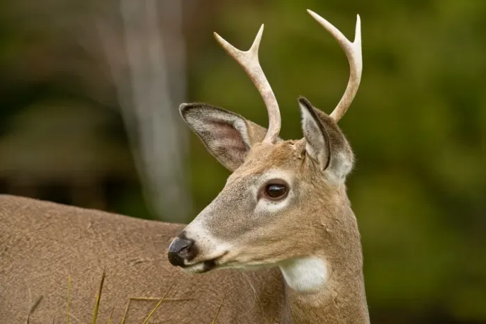 Framed Print : White-tailed Deer Buck Framed Print : White-tailed Deer Buck