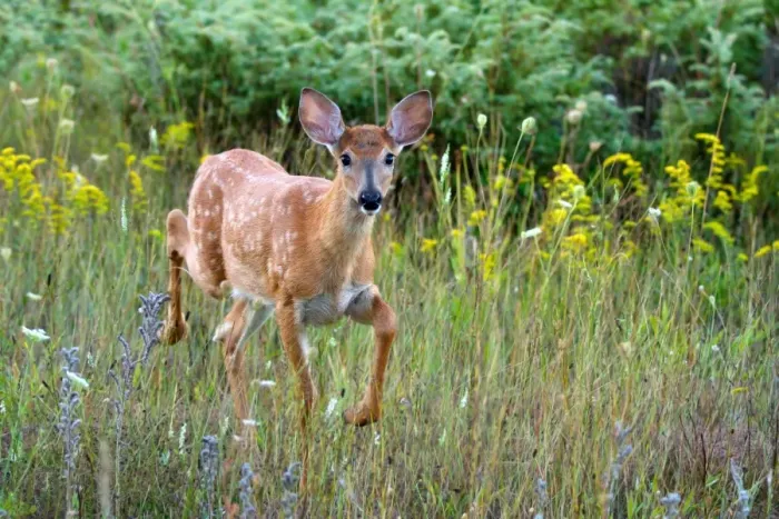 Framed Print : White-tailed Deer Fawn Framed Print : White-tailed Deer Fawn