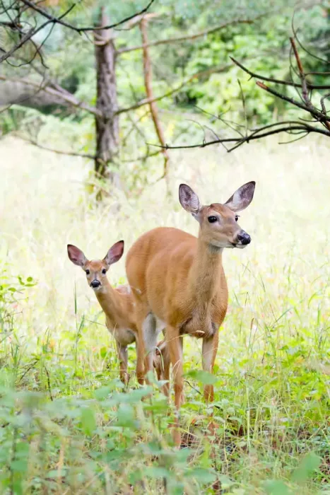 Framed Print : White-tailed Deer Fawn Framed Print : White-tailed Deer Fawn