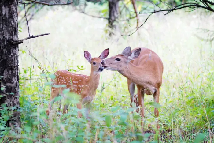 Framed Print : White-tailed Deer Fawn