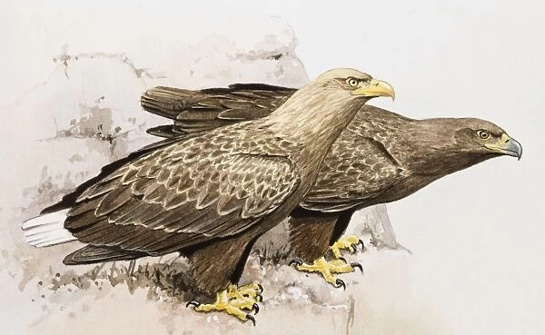 White-tailed Eagle (Haliaeetus albicilla), male showing distinctive white tail, and female, perching at edge of a rock, side view