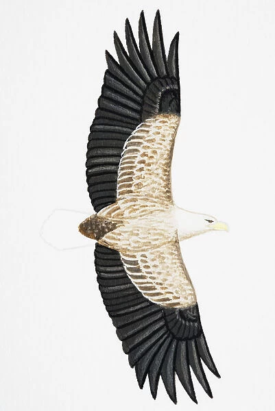 White-tailed Eagle (Haliaeetus albicilla), also known as Sea Eagle, Erne (sometimes Ern), or White-tailed Sea-eagle, adult