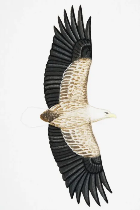 Framed Print : White-tailed Eagle (Haliaeetus albicilla), also known as Sea Eagle, Erne (sometimes Ern), or White-tailed Sea-eagle, adult Framed Print : White-tailed Eagle (Haliaeetus albicilla), also known as Sea Eagle, Erne (sometimes Ern), or White-tailed Sea-eagle, adult
