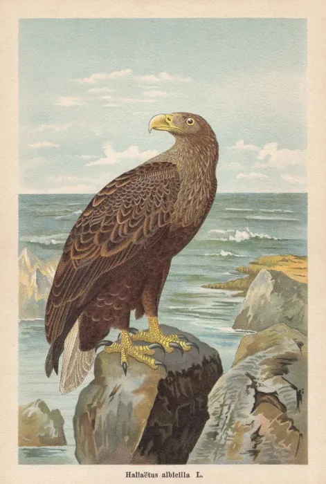 Framed Print : White-tailed eagle (Haliaeetus albicilla), chromolithograph, published in 1896