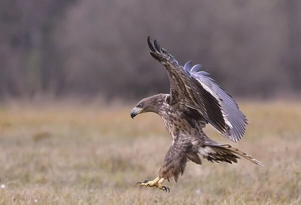 White-tailed Eagle -Haliaeetus albicilla- in flight in an autumn landscape, Kuyavian-Pomeranian Voivodeship, Poland
