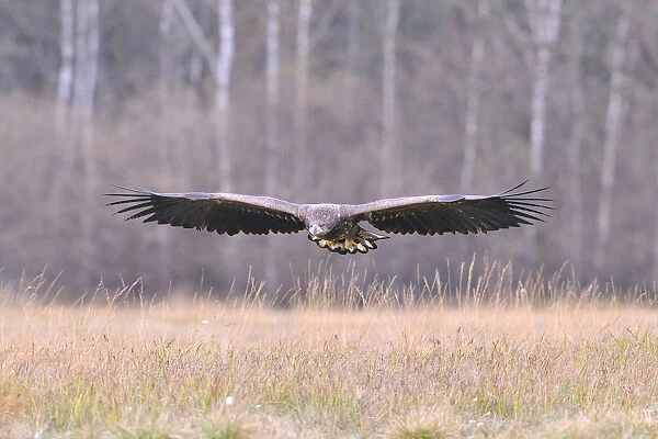 White-tailed Eagle -Haliaeetus albicilla- in flight in an autumn landscape, Kuyavian-Pomeranian Voivodeship, Poland