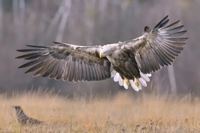 Framed Print : White-tailed Eagle -Haliaeetus albicilla- in flight in an autumn landscape, Kuyavian-Pomeranian Voivodeship, Poland Framed Print : White-tailed Eagle -Haliaeetus albicilla- in flight in an autumn landscape, Kuyavian-Pomeranian Voivodeship, Poland