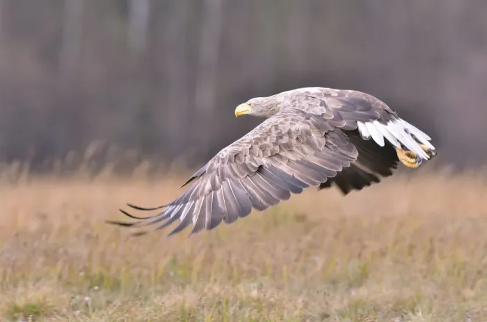 Framed Print : White-tailed Eagle -Haliaeetus albicilla- in flight in an autumn landscape, Kuyavian-Pomeranian Voivodeship, Poland Framed Print : White-tailed Eagle -Haliaeetus albicilla- in flight in an autumn landscape, Kuyavian-Pomeranian Voivodeship, Poland