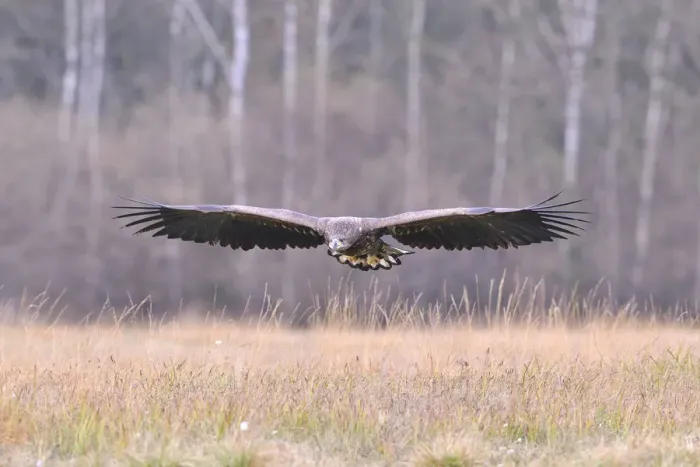Framed Print : White-tailed Eagle -Haliaeetus albicilla- in flight in an autumn landscape, Kuyavian-Pomeranian Voivodeship, Poland Framed Print : White-tailed Eagle -Haliaeetus albicilla- in flight in an autumn landscape, Kuyavian-Pomeranian Voivodeship, Poland