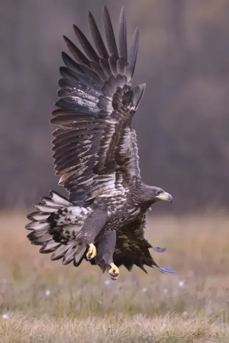 Framed Print : White-tailed Eagle -Haliaeetus albicilla- in flight in an autumn landscape, Kuyavian-Pomeranian Voivodeship, Poland Framed Print : White-tailed Eagle -Haliaeetus albicilla- in flight in an autumn landscape, Kuyavian-Pomeranian Voivodeship, Poland