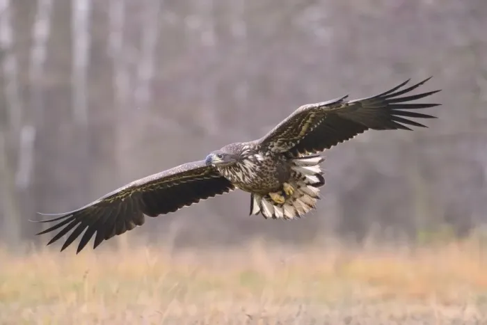Framed Print : White-tailed Eagle -Haliaeetus albicilla- in flight in an autumn landscape, Kuyavian-Pomeranian Voivodeship, Poland Framed Print : White-tailed Eagle -Haliaeetus albicilla- in flight in an autumn landscape, Kuyavian-Pomeranian Voivodeship, Poland