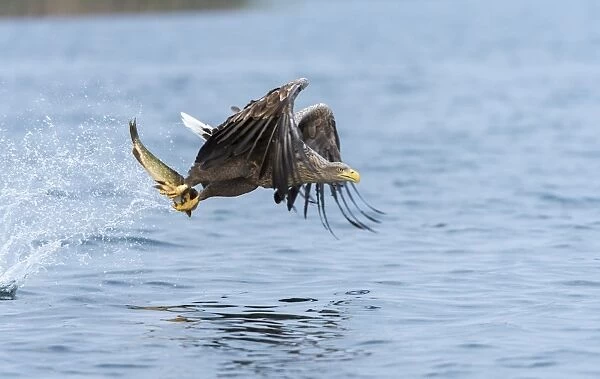 White-tailed Eagle or Sea Eagle -Haliaeetus albicilla- in flight, with a pike in its talons, Mecklenburg Lake District, Mecklenburg-Western Pomerania, Germany