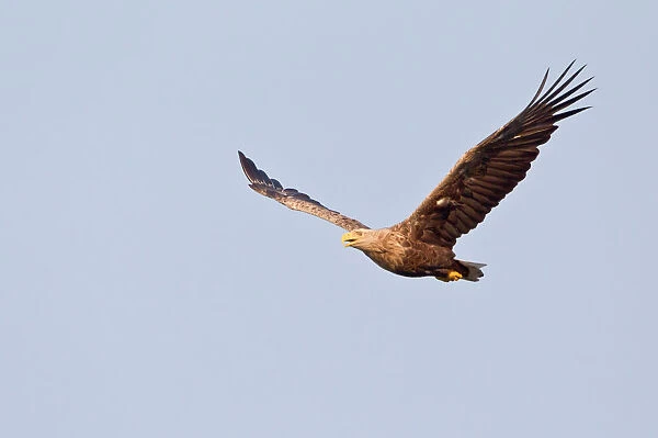 White-tailed Eagle or Sea Eagle -Haliaeetus albicilla- in flight, Lower Saxony, Germany