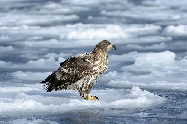 White-tailed Eagle or Sea Eagle -Haliaeetus albicilla-, standing on ice floe, Rausu, Menashi, Hokkaido, Japan
