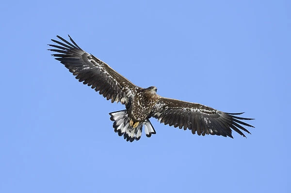 White-tailed Eagle or Sea Eagle -Haliaeetus albicilla-, in flight, Rausu, Menashi, Hokkaido, Japan