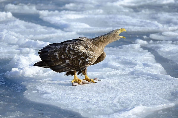 White-tailed Eagle or Sea Eagle -Haliaeetus albicilla-, calling on ice floe, Rausu, Menashi, Hokkaido, Japan