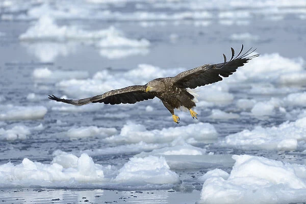 White-tailed Eagle or Sea Eagle -Haliaeetus albicilla-, in flight above drifting ice, Rausu, Menashi, Hokkaido, Japan