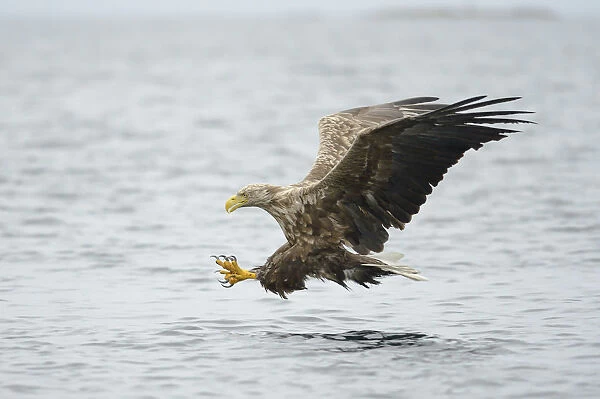 White-tailed Eagle or Sea Eagle -Haliaeetus albicilla- flying with outstretched claws, Lauvsnes, Flatanger, Nord-Trondelag, Trondelag, Norway